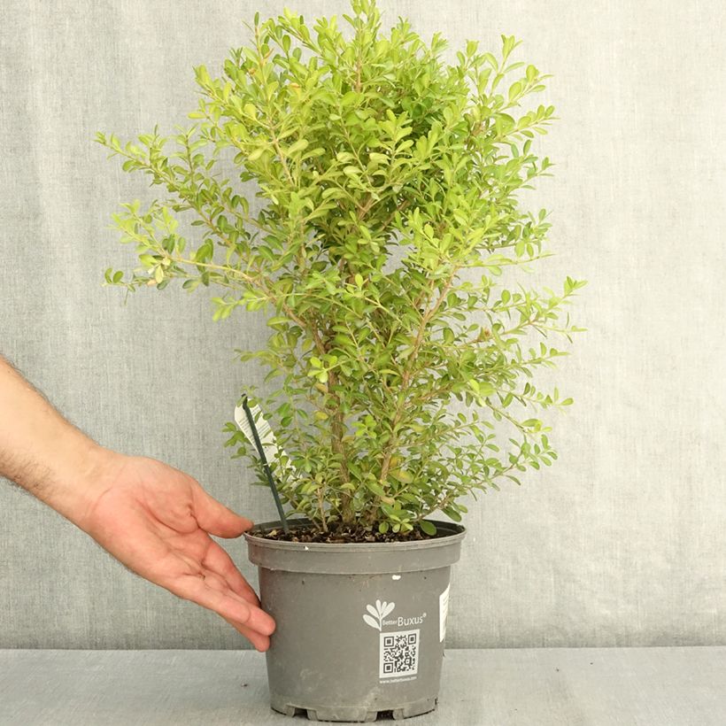 Exemplar von Buxus Betterbuxus Skylight - Buchsbaum Topf mit 3L/4L wie im Sommer geliefert