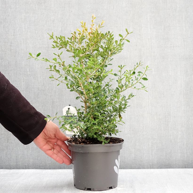Exemplar von Buxus Betterbuxus Skylight - Buchsbaum Topf mit 3L/4L wie im Winter geliefert