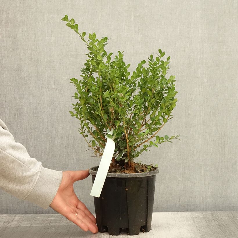 Exemplar von Buxus microphylla Faulkner - Kleinblättriger Buchsbaum Topf mit 2L/3L wie im Herbst geliefert