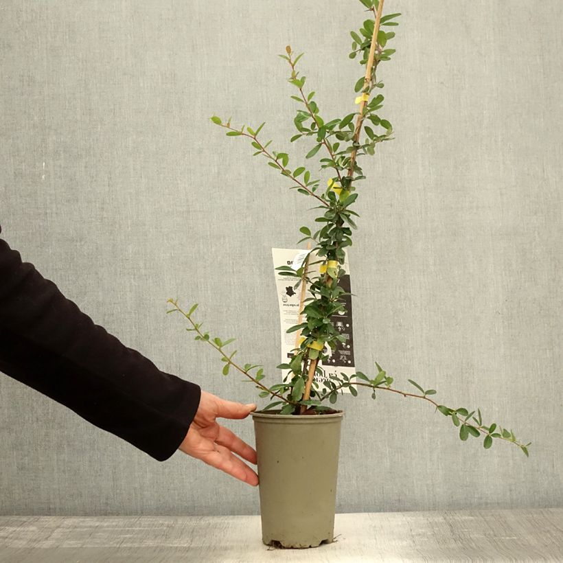 Exemplar von Feuerdorn SAPHYR Jaune - Pyracantha coccinea Topf mit 2L/3L wie im Herbst geliefert