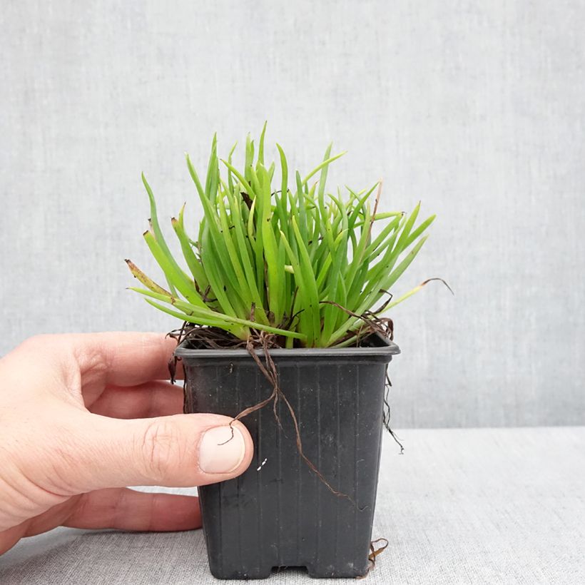 Exemplar von Bulbine frutescens Avera Sunset Orange - Katzenschwanzpflanze Kleine Töpfe von 8/9 cm wie im Frühjahr geliefert