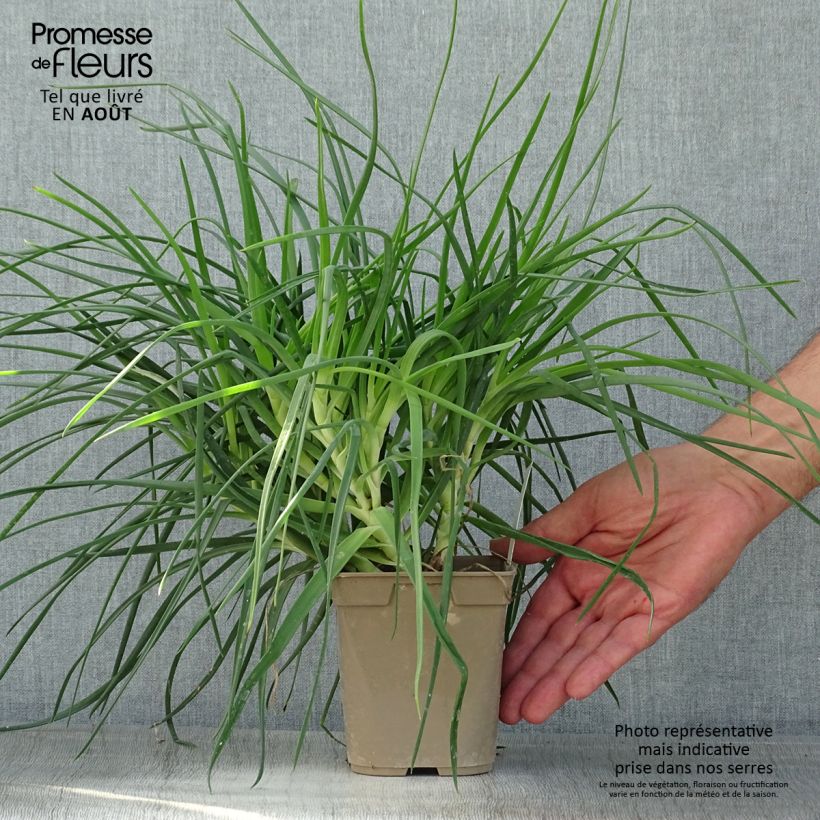 Exemplar von Bulbine frutescens - Katzenschwanzpflanze Topf mit 1L/1,5L wie im Sommer geliefert