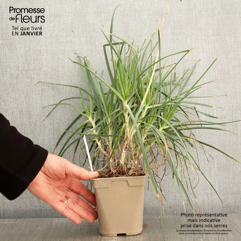 Exemplar von Bulbine frutescens - Katzenschwanzpflanze Topf mit 1L/1,5L wie im Winter geliefert