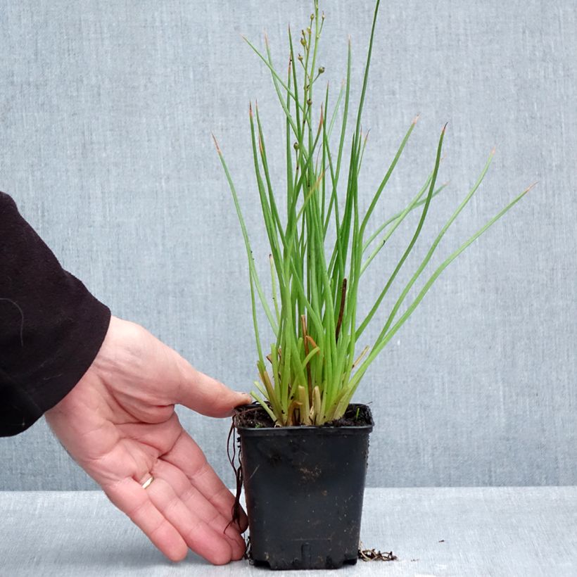 Exemplar von Bulbine frutescens Hallmarck - Katzenschwanzpflanze Kleine Töpfe von 8/9 cm wie im Herbst geliefert