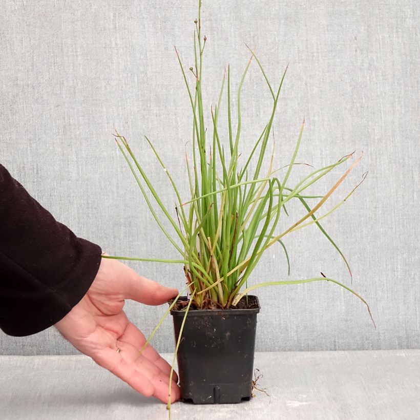 Exemplar von Bulbine frutescens Hallmarck - Katzenschwanzpflanze Kleine Töpfe von 8/9 cm wie im Winter geliefert
