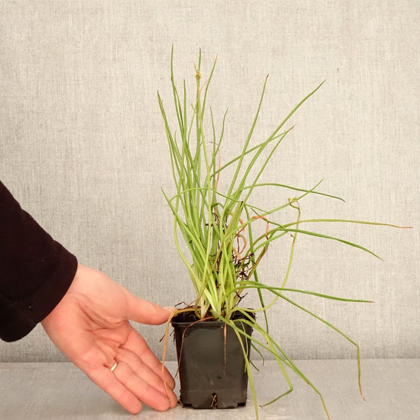 Exemplar von Bulbine frutescens Hallmarck - Katzenschwanzpflanze Kleine Töpfe von 8/9 cm wie im Frühjahr geliefert