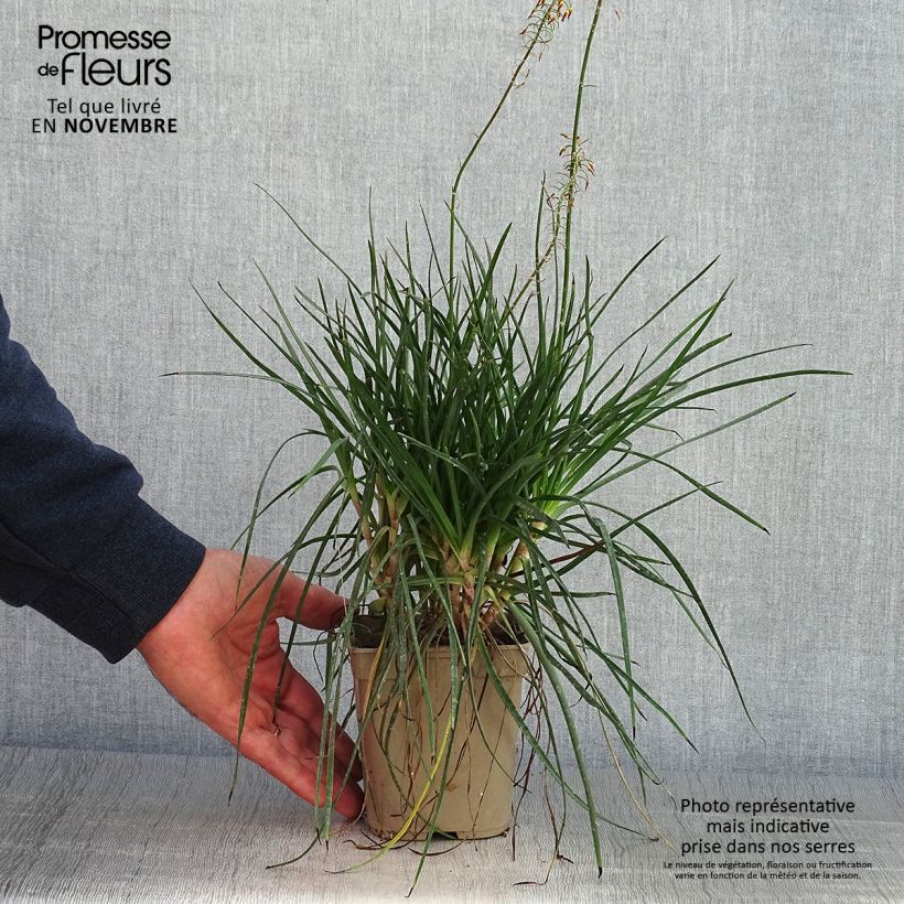 Exemplar von Bulbine frutescens Hallmarck - Katzenschwanzpflanze Topf mit 1L/1,5L wie im Herbst geliefert