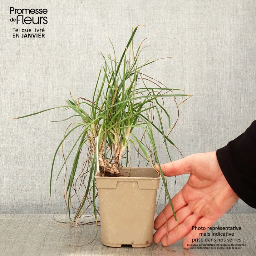 Exemplar von Bulbine frutescens Hallmarck - Katzenschwanzpflanze Topf mit 1L/1,5L wie im Winter geliefert