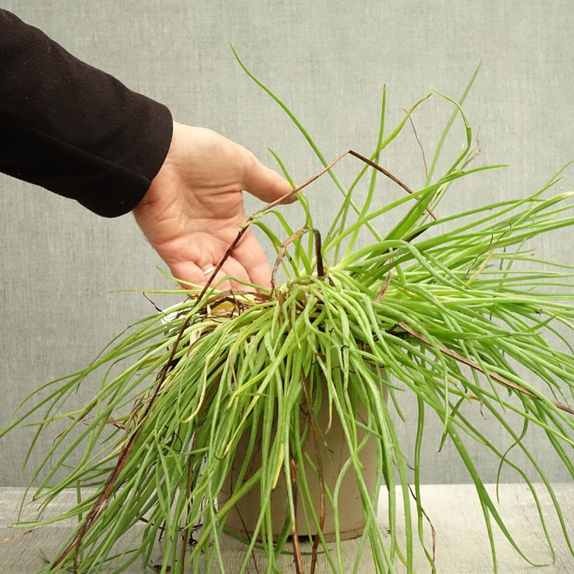 Exemplar von Bulbine frutescens Medicus - Katzenschwanzpflanze Topf mit 3L/4L wie im Herbst geliefert