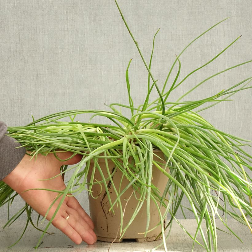 Exemplar von Bulbine frutescens Medicus - Katzenschwanzpflanze Topf mit 3L/4L wie im Sommer geliefert