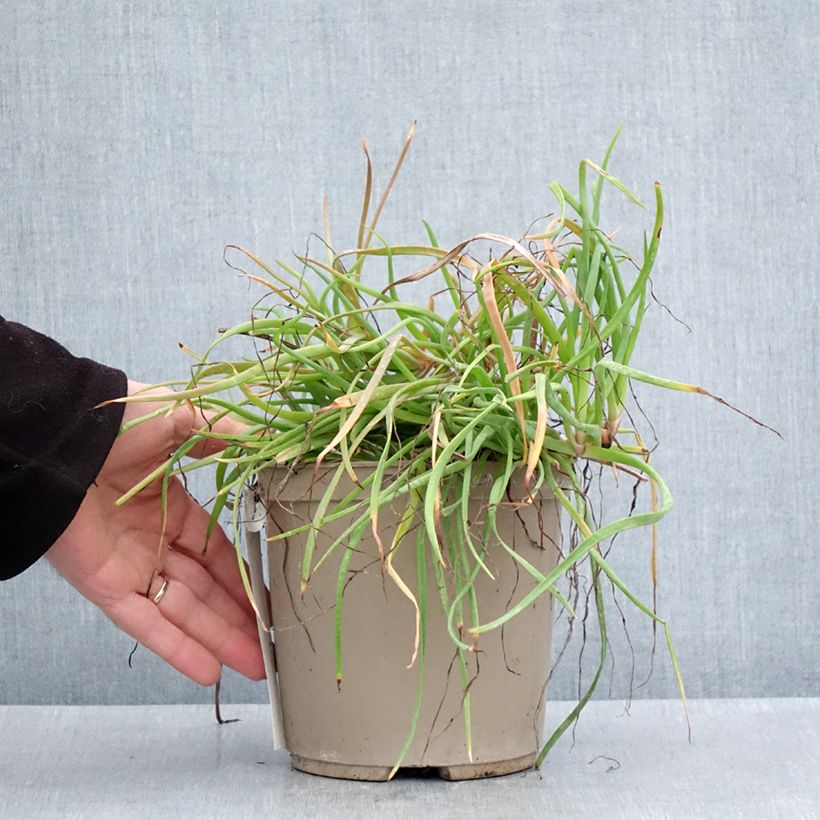Exemplar von Bulbine frutescens Medicus - Katzenschwanzpflanze Topf mit 3L/4L wie im Frühjahr geliefert