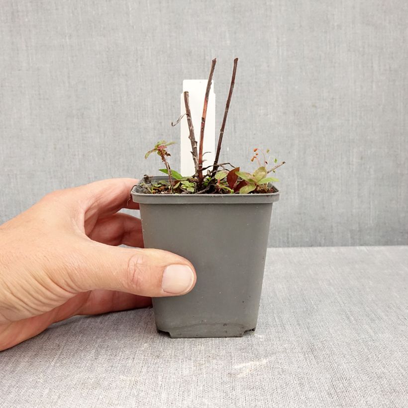 Exemplar von Buphthalmum salicifolium Alpen Gold - Weidenblättriges Ochsenauge Kleine Töpfe von 8/9 cm wie im Herbst geliefert