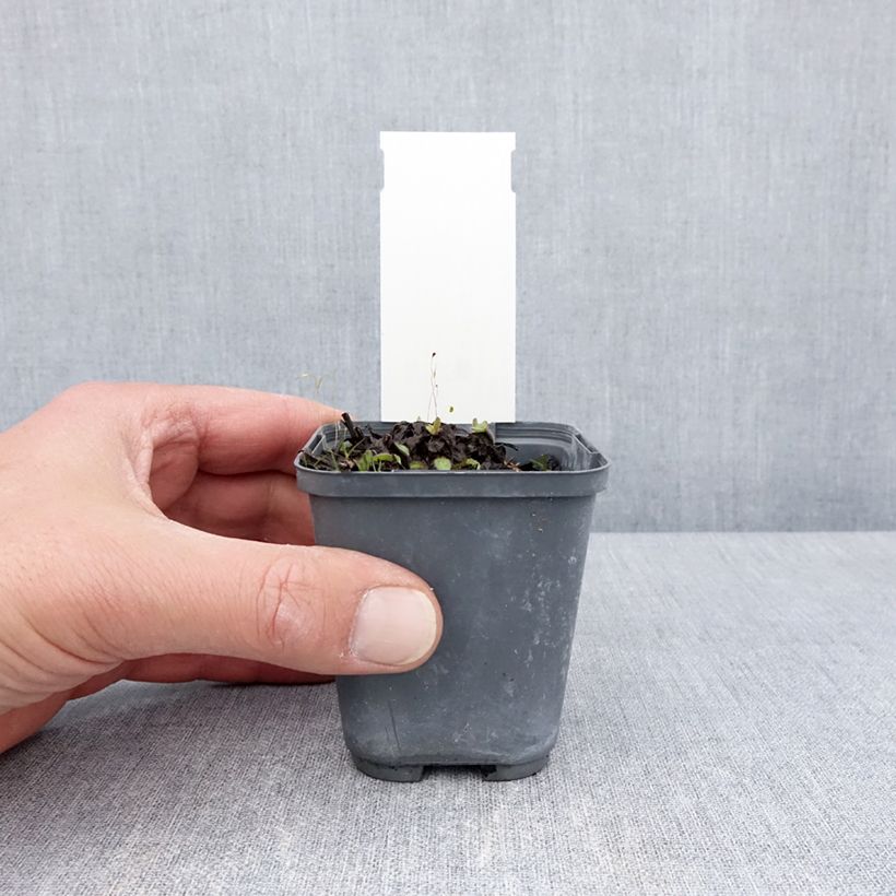 Exemplar von Buphthalmum salicifolium Dora - Weidenblättriges Ochsenauge Kleine Töpfe von 8/9 cm wie im Frühjahr geliefert