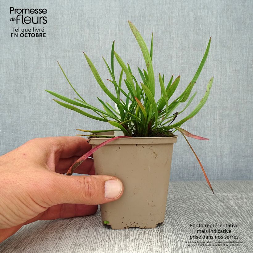 Exemplar von Bupleurum falcatum - Sichel-Hasenohr Kleine Töpfe von 8/9 cm wie im Herbst geliefert