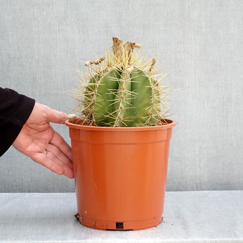 Exemplar von Kaktus - Astrophytum ornatum Topf mit 4L/5L wie im Herbst geliefert