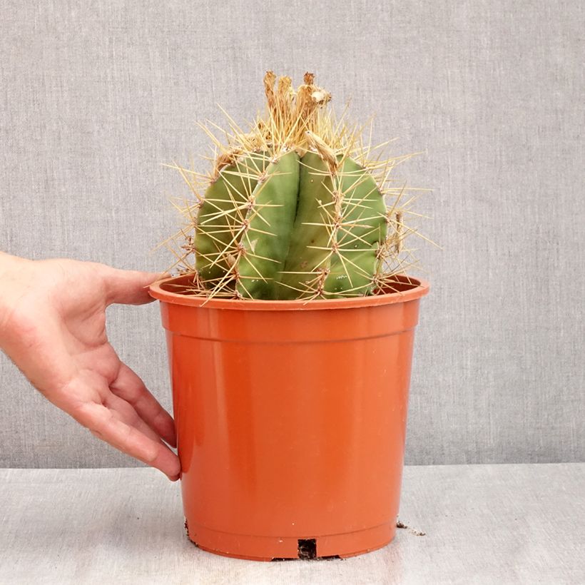 Exemplar von Kaktus - Astrophytum ornatum Topf mit 4L/5L wie im Sommer geliefert