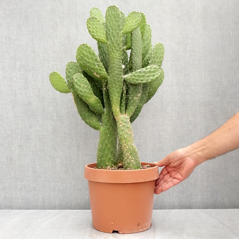 Exemplar von Kaktus - Consolea rubescens Topf mit 7,5L/10L wie im Sommer geliefert