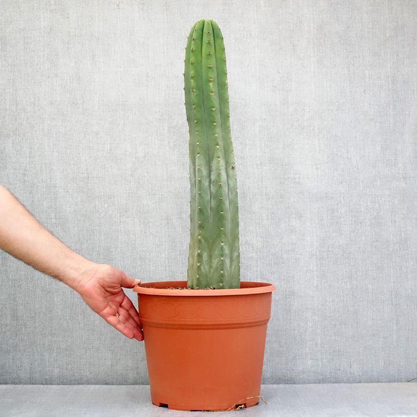 Exemplar von San-Pedro-Kaktus - Trichocereus pachanoi Topf mit 12L/15L wie im Herbst geliefert