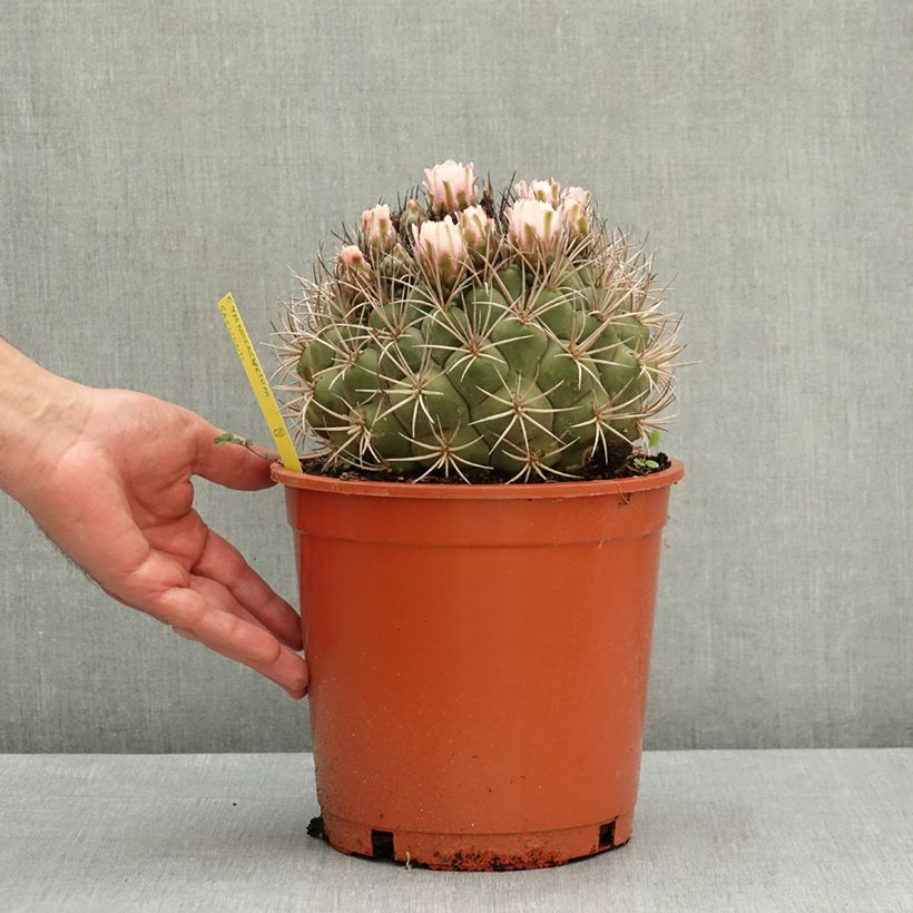 Exemplar von Kaktus - Gymnocalycium saglionis Topf mit 4L/5L wie im Frühjahr geliefert