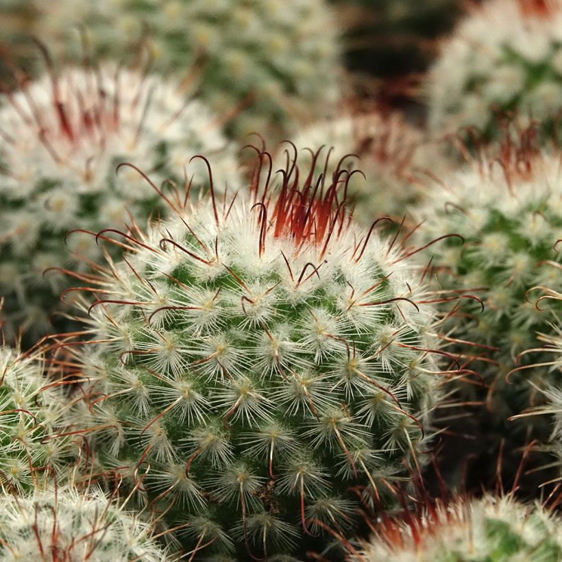 Kaktus - Mammillaria bombycina (Laub)