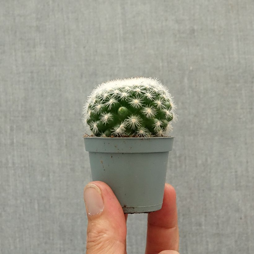 Exemplar von Kaktus - Mammillaria candida Mini-Pflanze wie im Frühjahr geliefert