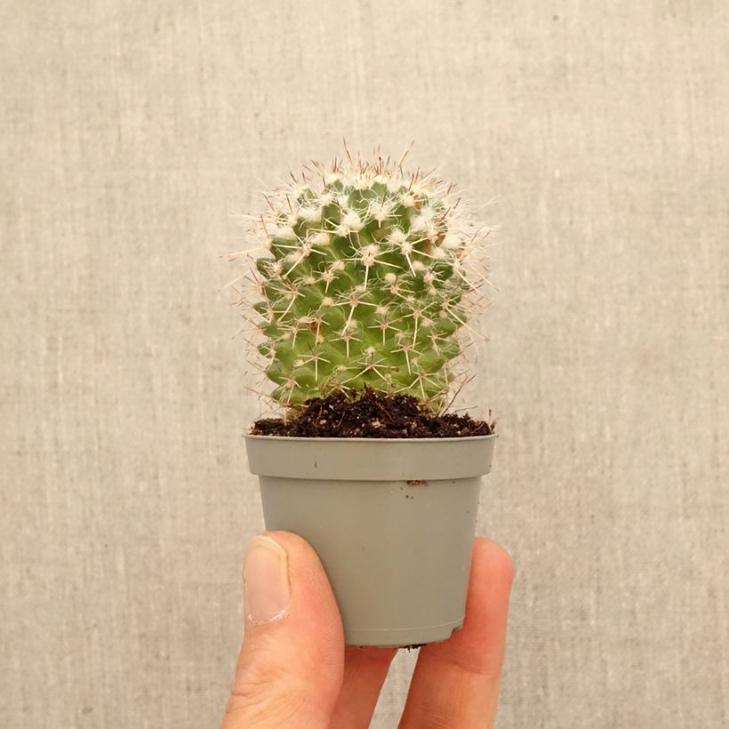 Exemplar von Kaktus - Mammillaria compressa Mini-Pflanze wie im Frühjahr geliefert