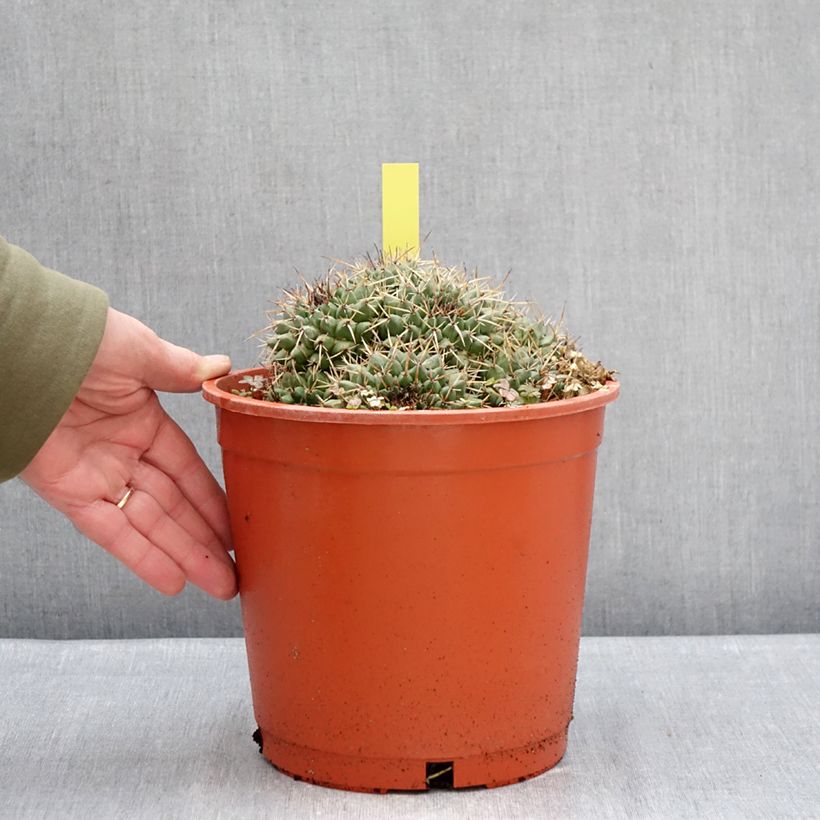 Exemplar von Kaktus - Mammillaria compressa Topf mit 4L/5L wie im Winter geliefert