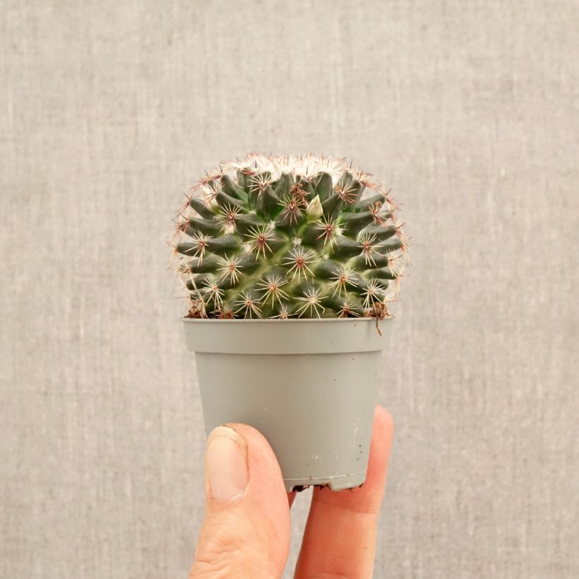 Exemplar von Kaktus - Mammillaria marksiana Mini-Pflanze wie im Frühjahr geliefert
