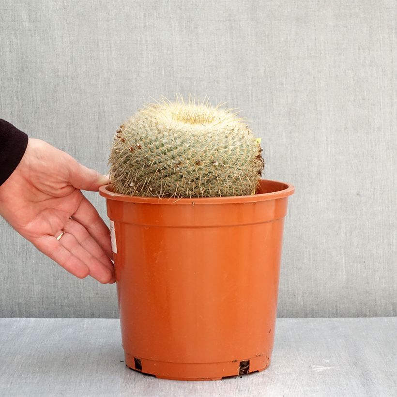 Exemplar von Kaktus - Mammillaria muehlenpfordtii Topf mit 4L/5L wie im Herbst geliefert