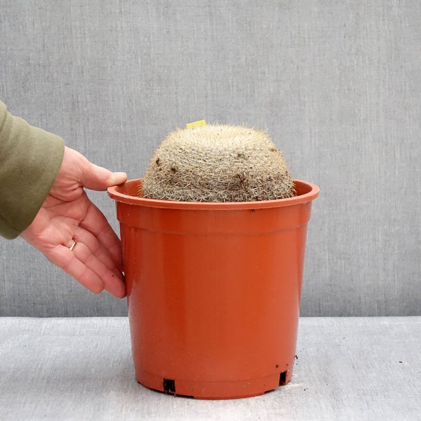 Exemplar von Kaktus - Mammillaria muehlenpfordtii Topf mit 4L/5L wie im Winter geliefert