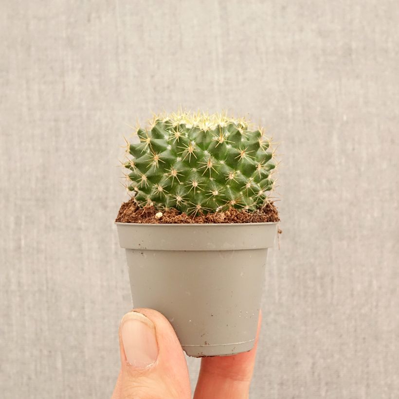 Exemplar von Kaktus - Mammillaria pringlei Mini-Pflanze wie im Frühjahr geliefert
