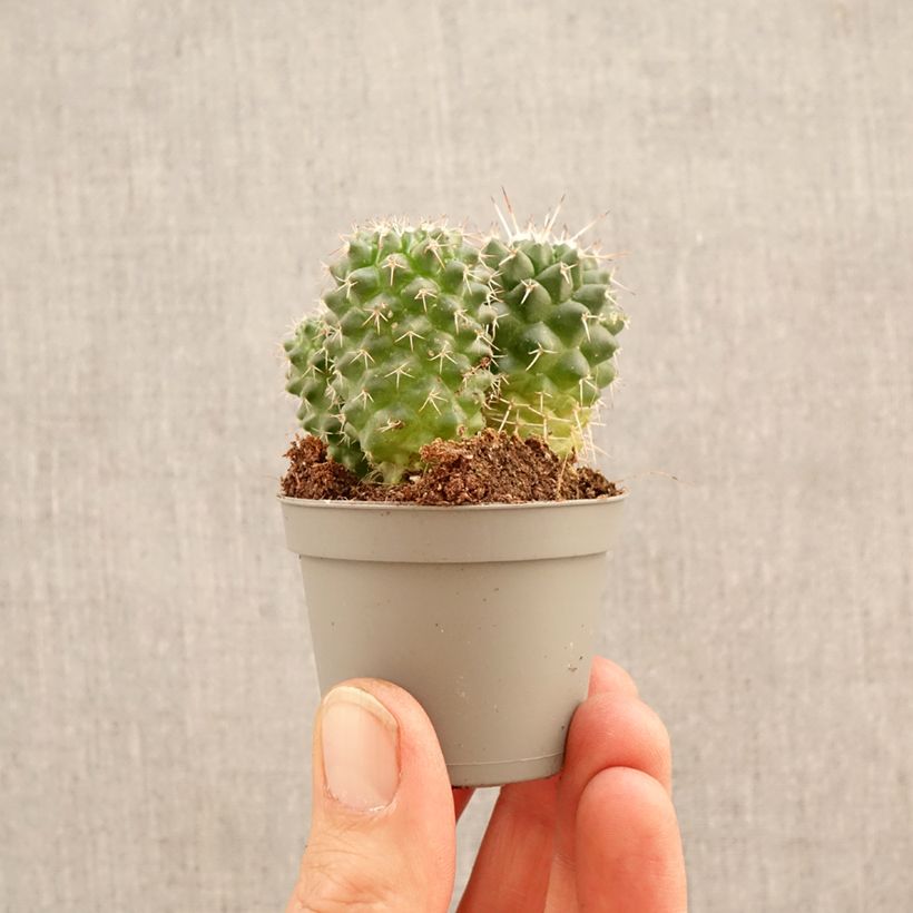 Exemplar von Kaktus - Mammillaria Toluca Mini-Pflanze wie im Frühjahr geliefert