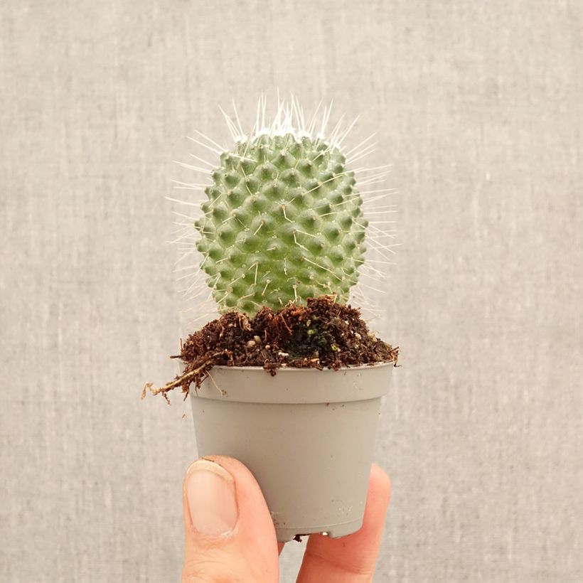 Exemplar von Kaktus - Mammillaria Un Pico Mini-Pflanze wie im Frühjahr geliefert