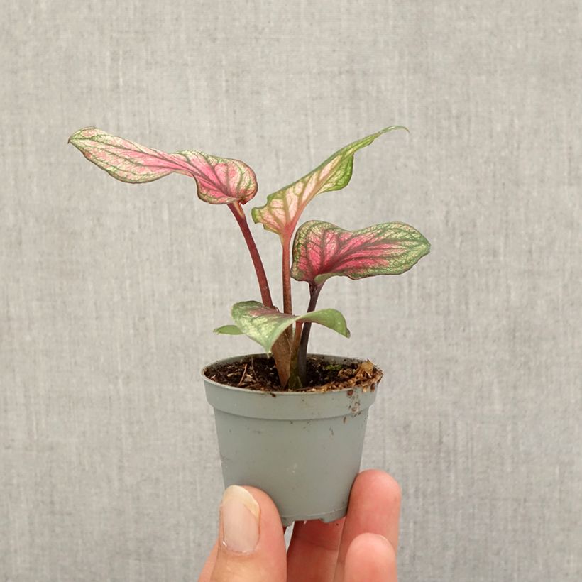 Exemplar von Caladium Lucia Mini-plante wie im Herbst geliefert