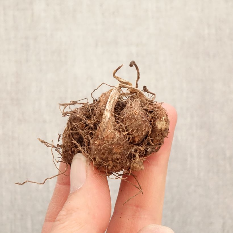 Exemplar von Caladium Strawberry Star Zwiebel Kaliber/Größe I wie im Frühjahr geliefert