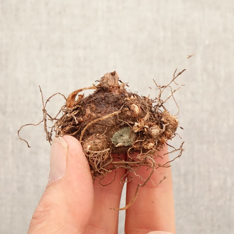 Exemplar von Caladium Tapestry Zwiebel Kaliber/Größe I wie im Frühjahr geliefert