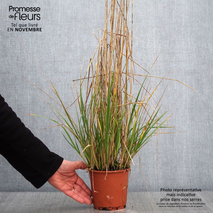 Exemplar von Calamagrostis acutiflora Avalanche - Reitgras Topf mit 1L/1,5L wie im Herbst geliefert