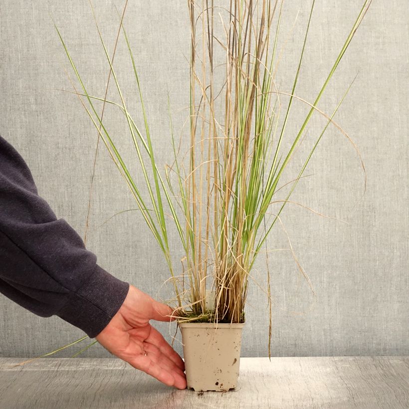 Exemplar von Calamagrostis acutiflora Avalanche - Reitgras Kleine Töpfe von 8/9 cm wie im Herbst geliefert