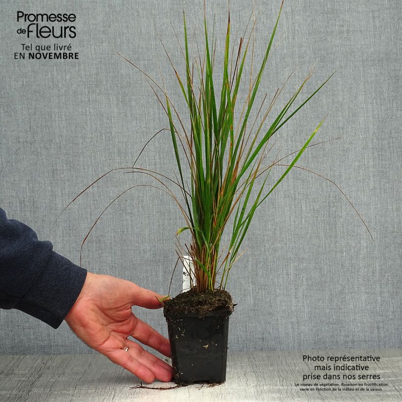 Exemplar von Calamagrostis acutiflora Karl Foerster - Reitgras Kleine Töpfe von 8/9 cm wie im Herbst geliefert