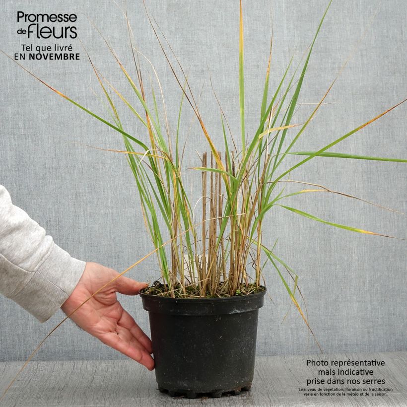 Exemplar von Calamagrostis acutiflora Karl Foerster - Reitgras Topf mit 2L/3L wie im Herbst geliefert