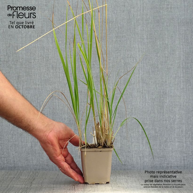 Exemplar von Calamagrostis acutiflora Overdam - Reitgras Kleine Töpfe von 8/9 cm wie im Herbst geliefert