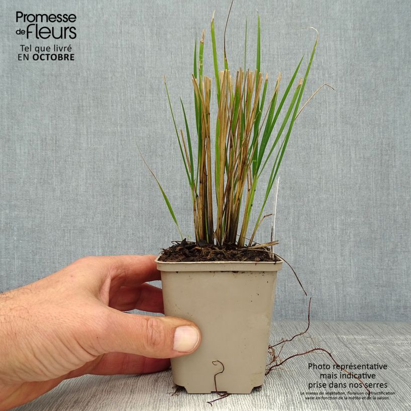 Exemplar von Calamagrostis acutiflora Waldenbuch - Reitgras Kleine Töpfe von 8/9 cm wie im Herbst geliefert