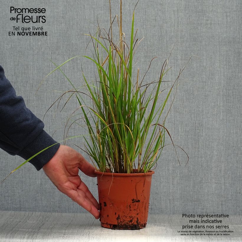 Exemplar von Calamagrostis acutiflora Waldenbuch - Reitgras Topf mit 1L/1,5L wie im Herbst geliefert