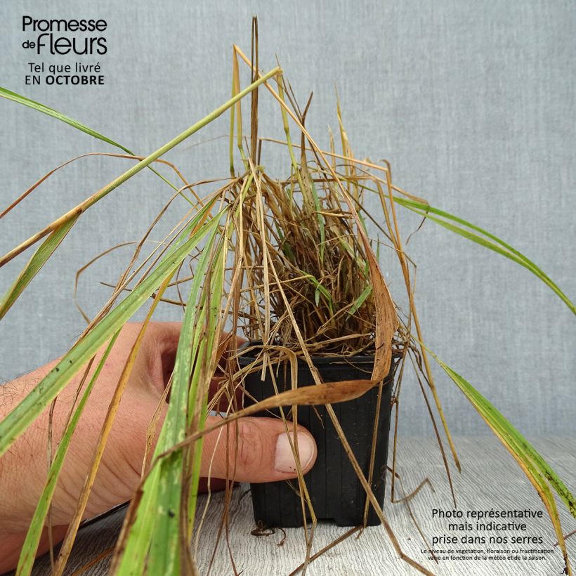 Exemplar von Calamagrostis brachytricha - Diamantgras Kleine Töpfe von 8/9 cm wie im Herbst geliefert