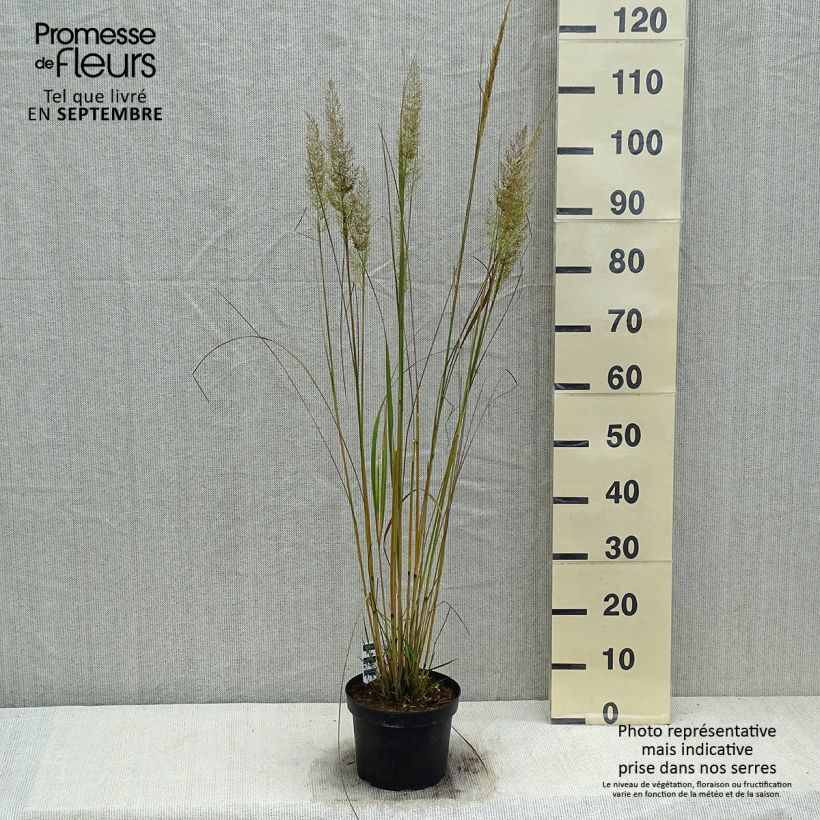 Exemplar von Calamagrostis brachytricha - Diamantgras Topf mit 3L/4L wie im Herbst geliefert