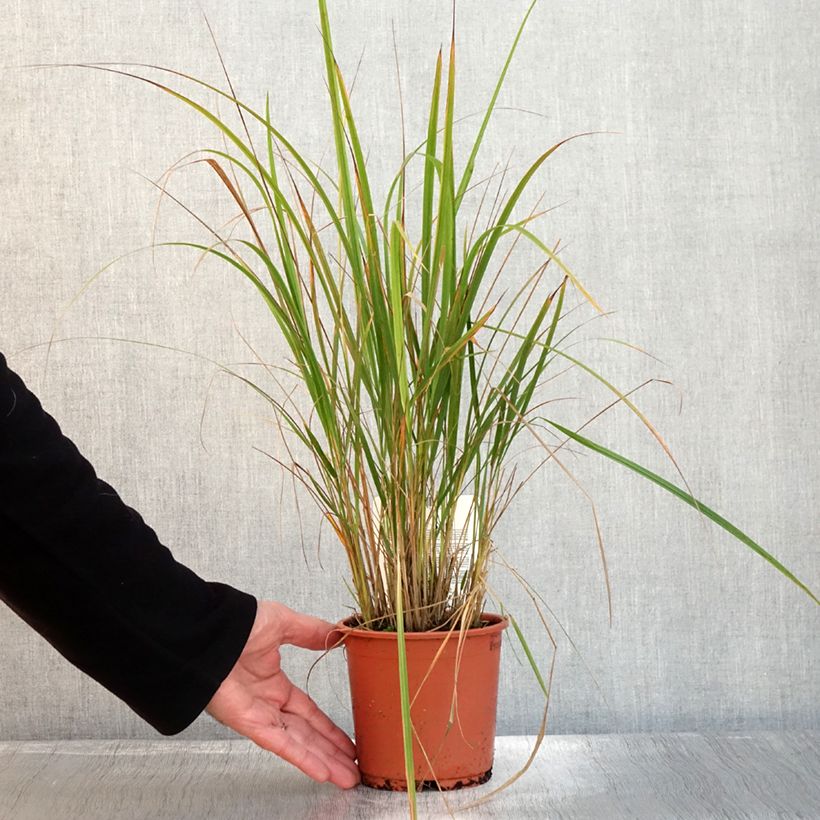 Exemplar von Calamagrostis brachytricha - Diamantgras Topf mit 1L/1,5L wie im Herbst geliefert