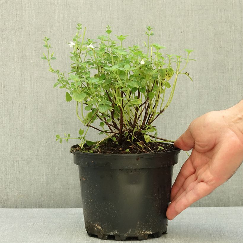 Exemplar von Calamintha sylvatica Menthe - Wald-Bergminze Topf mit 2L/3L wie im Sommer geliefert