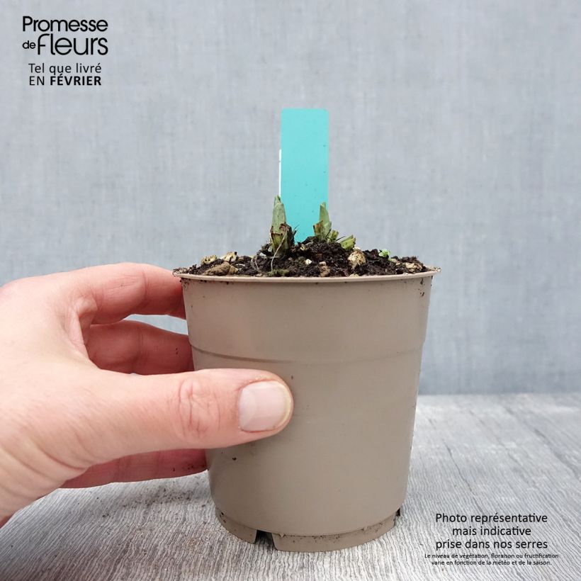 Exemplar von Calanthe Arizona Dream - Gartenorchidee Topf mit 1L/1,5L wie im Winter geliefert