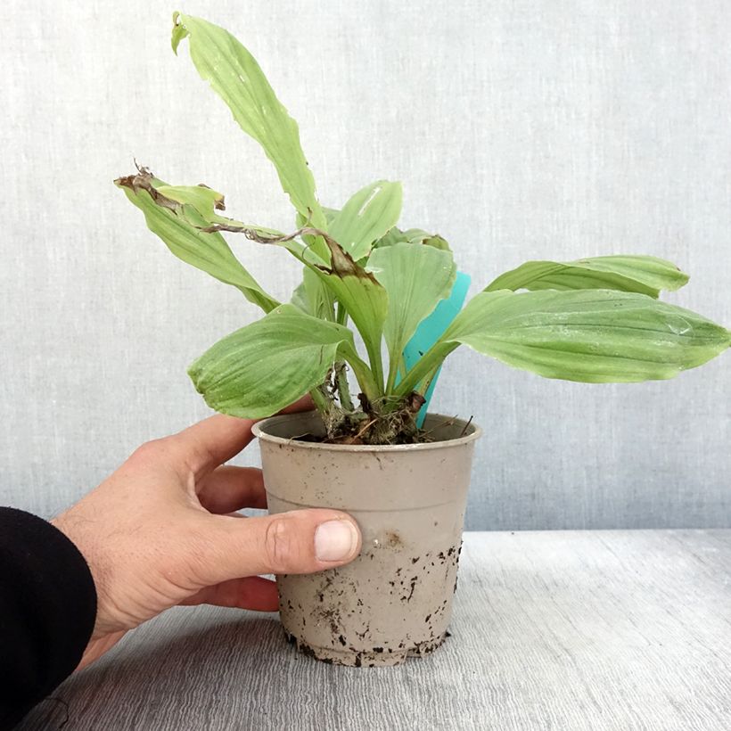 Exemplar von Calanthe Arizona Dream - Gartenorchidee Topf mit 1L/1,5L wie im Herbst geliefert