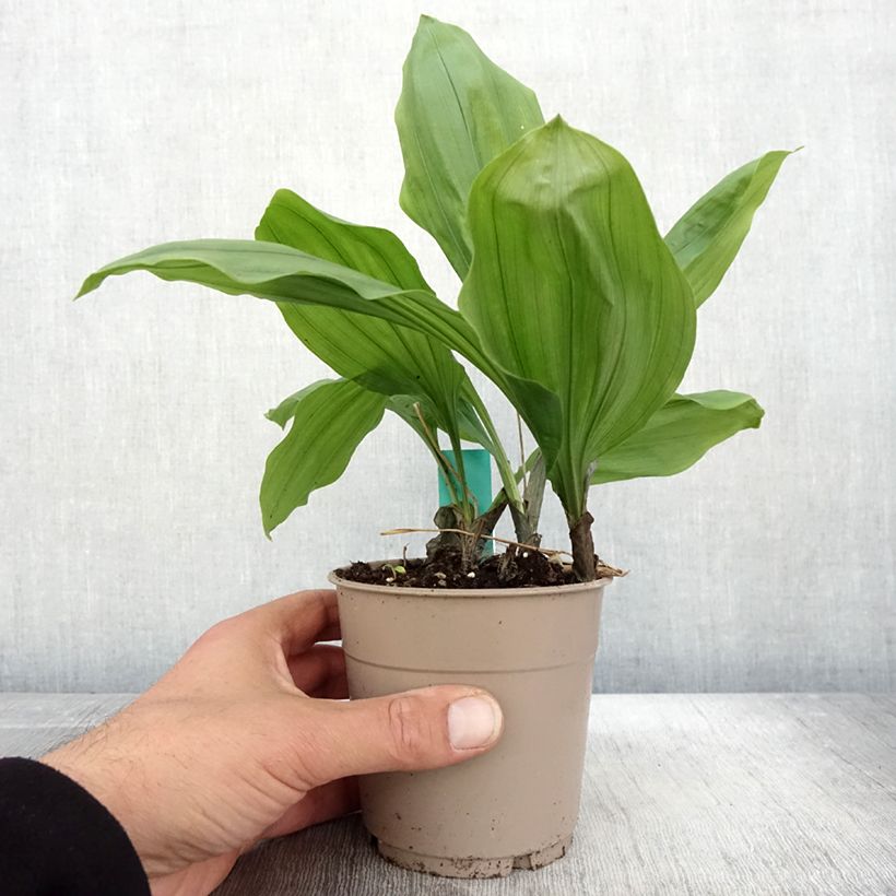 Exemplar von Calanthe Olive Green - Gartenorchidee Topf mit 1,5L/2L wie im Herbst geliefert